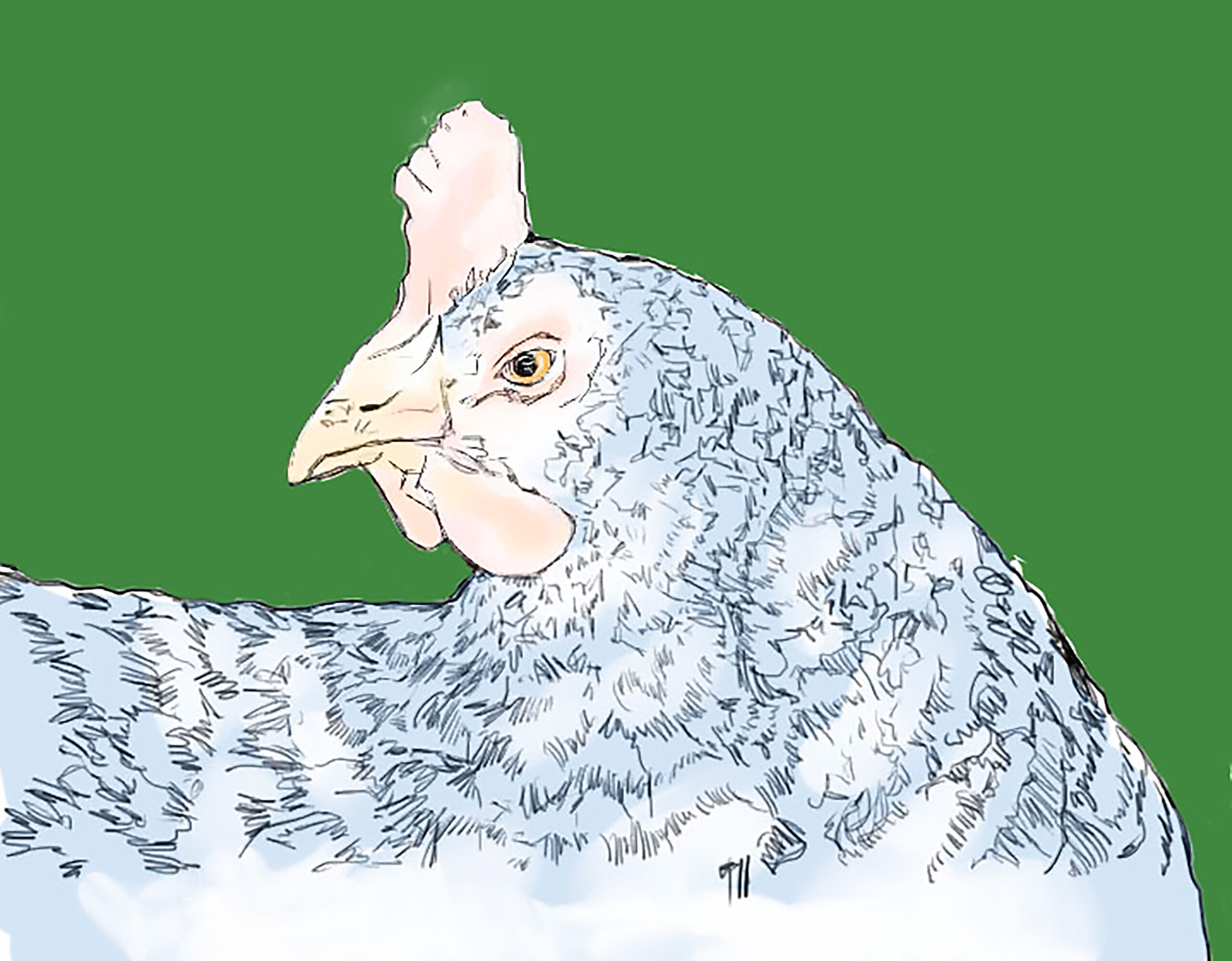 Blue Hen Green Background Illustration